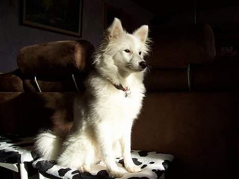 Japansk spids Miska aka smuksakken billede 15