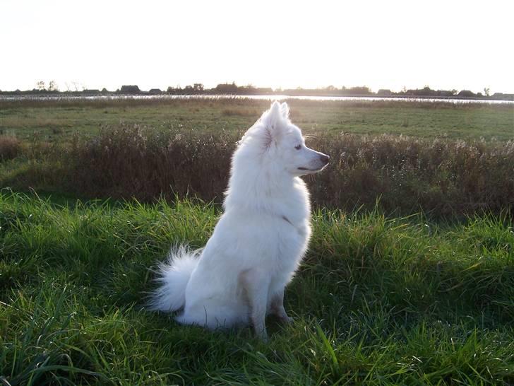 Japansk spids Miska aka smuksakken billede 16