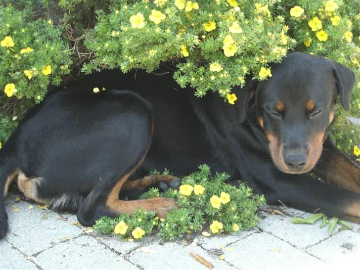 Rottweiler Elmedige´s Lord Kenzo - Jeg er træt og det er varmt billede 14