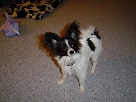 Papillon Robert billede 1