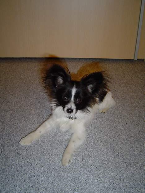 Papillon Robert billede 2
