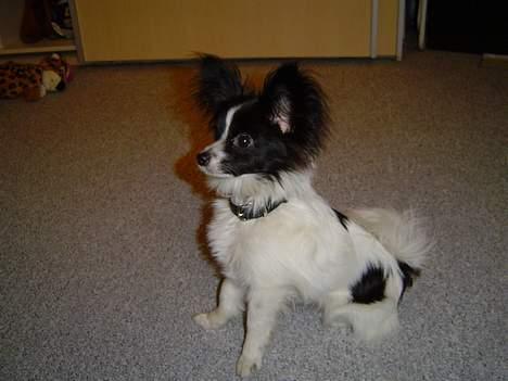 Papillon Robert billede 3