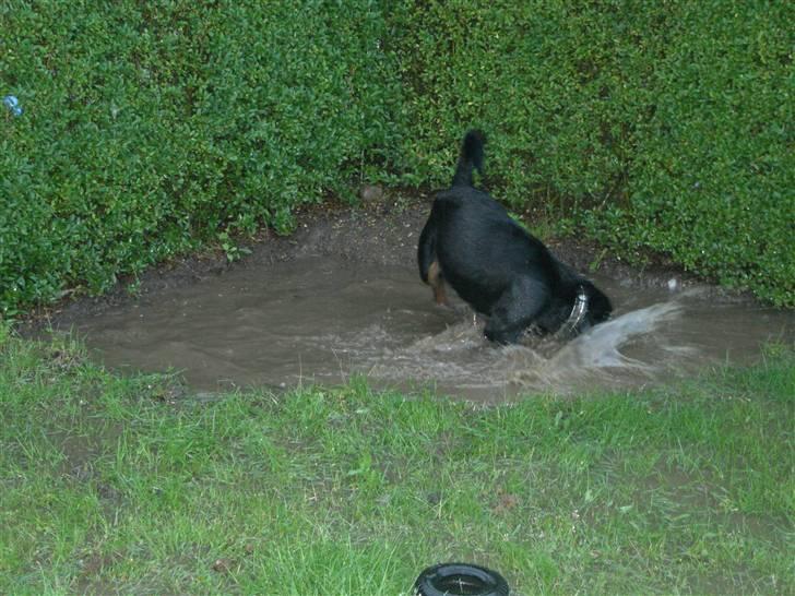 Rottweiler Elmedige´s Lord Kenzo - Da vi havde lidt vand i haven billede 16