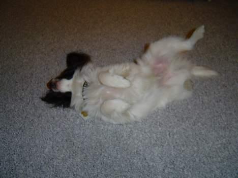 Papillon Robert - Robert gør sig til for at få godbidder billede 4