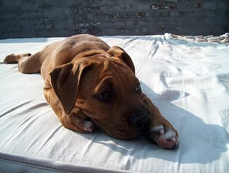 Amerikansk staffordshire terrier Gucci R.I.P - det er mig som en lille hvalp ca.10 uger(7) billede 7