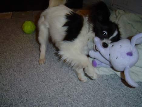 Papillon Robert - Robert med hans ynglings lege tøj hafalaffen billede 5