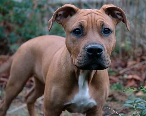 Amerikansk staffordshire terrier Gucci R.I.P - kan jeg ikk se fin ud(8) billede 8