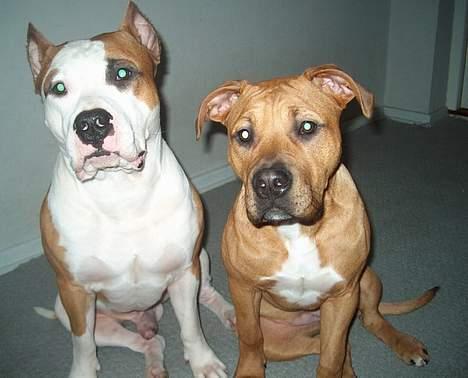 Amerikansk staffordshire terrier Gucci R.I.P - Dolle R.I.P  Vi savner dig SÅ meget(9) billede 9