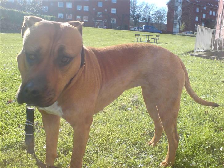 Amerikansk staffordshire terrier Gucci R.I.P - virkelig underligt billede min moar fangede af mig(10) billede 10