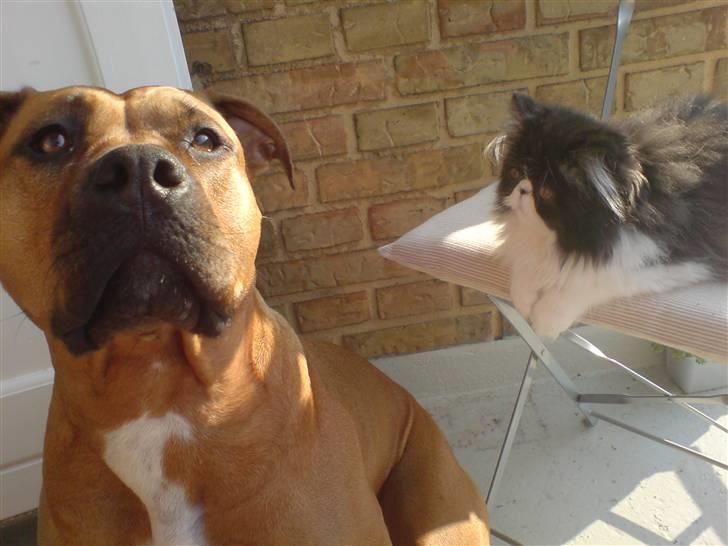 Amerikansk staffordshire terrier Gucci R.I.P - se mine puppy øjne(11) billede 11