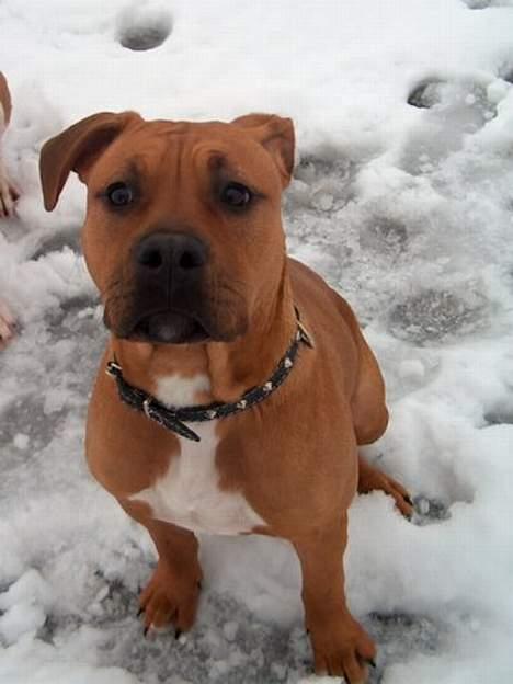 Amerikansk staffordshire terrier Gucci R.I.P - mig i vinteren 05-06(12) billede 12
