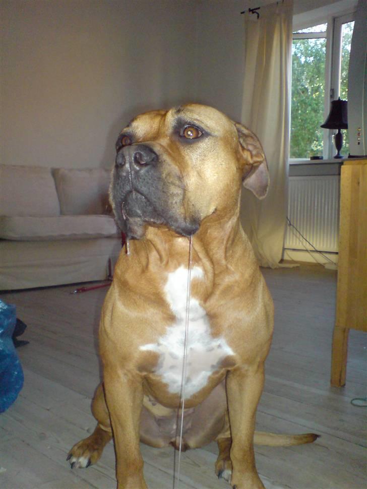 Amerikansk staffordshire terrier Gucci R.I.P - ordentlig slimer(13) billede 13