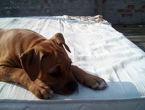Amerikansk staffordshire terrier Gucci R.I.P - daydreamer(14) billede 14