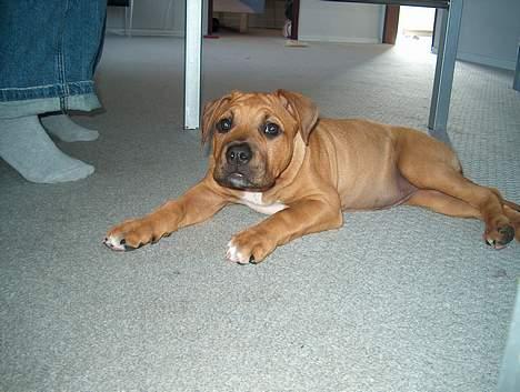 Amerikansk staffordshire terrier Gucci R.I.P - smiler... herunder kan de ikk se mig(15) billede 15