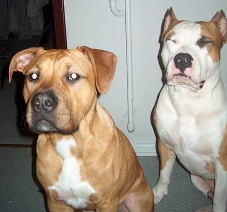 Amerikansk staffordshire terrier Gucci R.I.P - R.I.P Basse-mand bare du var hos os igen...(16) billede 16