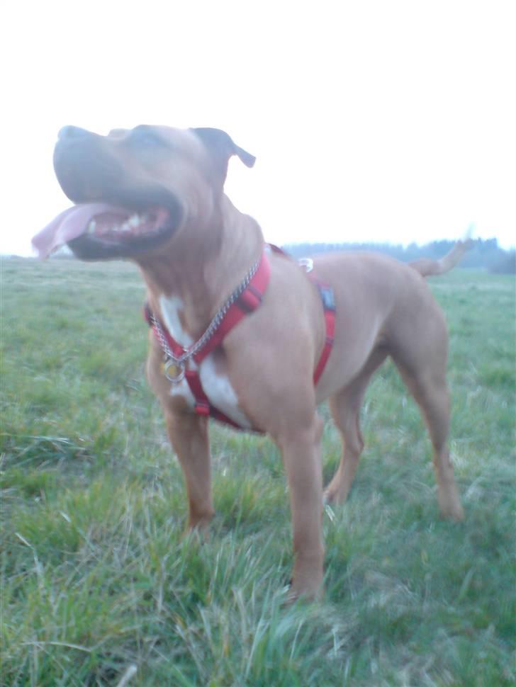 Amerikansk staffordshire terrier Gucci R.I.P - er jeg ikk smuk(17) billede 17