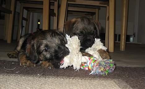 Border terrier Echo - Echo og brormand Tempo deler "tygge-tov" billede 9