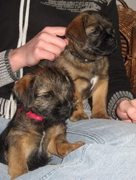 Border terrier Echo - Echo (nederst) og brormand Tempo (øverst) billede 10