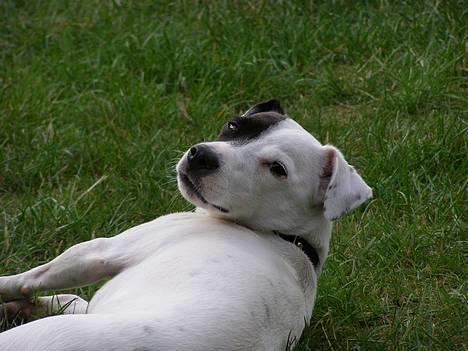 Jack russell terrier Styrmand - Hej jeg hedder Styrmand fordi min far er Kaptajn billede 1