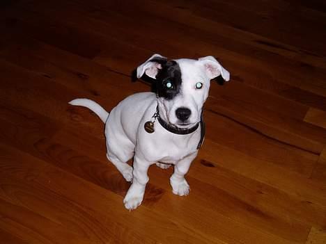 Jack russell terrier Styrmand - Fotogen eller hva? billede 2