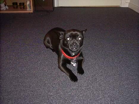 Blanding af racer miffer - chame trold! billede 1