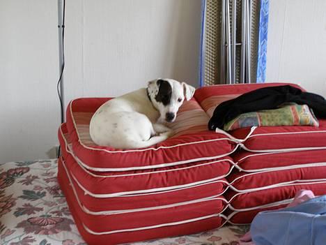 Jack russell terrier Styrmand - Prinsen på ærten. Av far, gulvet er alt for hårdt. Det her er lidt bedre:o)  billede 3