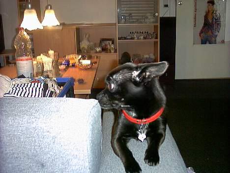 Blanding af racer miffer - hvad sker der ved siden af ??? hehe billede 2