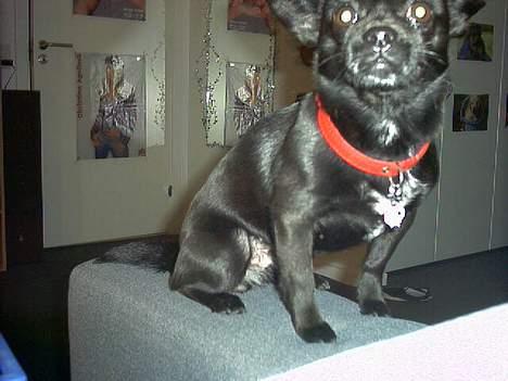 Blanding af racer miffer - smil! billede 3