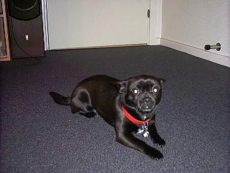 Blanding af racer miffer - hihi hun er så dejlig billede 4