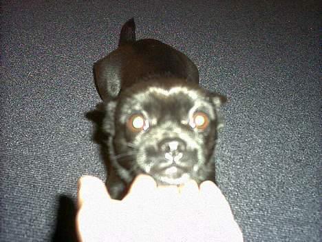 Blanding af racer miffer - smil min skat billede 5