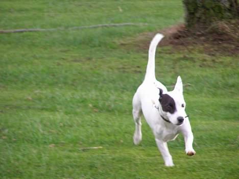 Jack russell terrier Styrmand - Og afsted det går billede 4