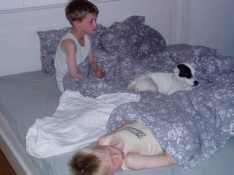 Jack russell terrier Styrmand - Lidt tegneflimmer søndag morgen med mine to fætre billede 5