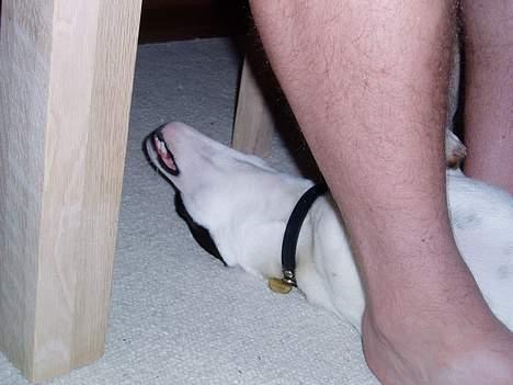 Jack russell terrier Styrmand - Sover på lidt mærkelige måder billede 6