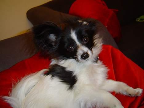 Papillon Robert billede 6