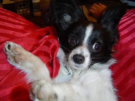 Papillon Robert billede 7