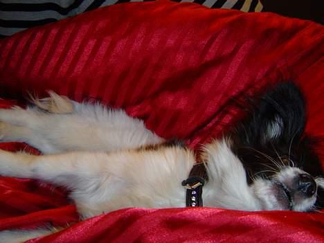 Papillon Robert billede 8