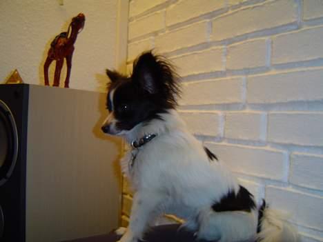Papillon Robert billede 9