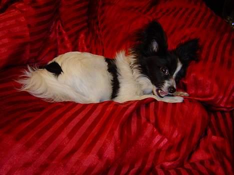 Papillon Robert billede 10