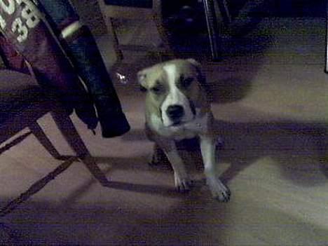 Amerikansk staffordshire terrier Pinky billede 1