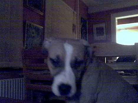 Amerikansk staffordshire terrier Pinky billede 2