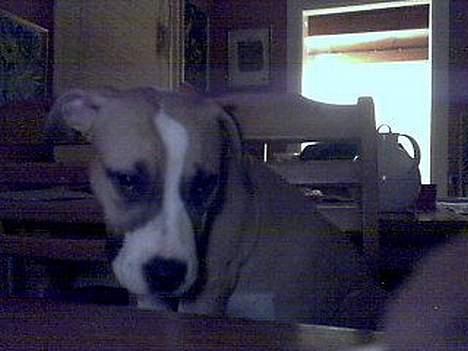 Amerikansk staffordshire terrier Pinky billede 3