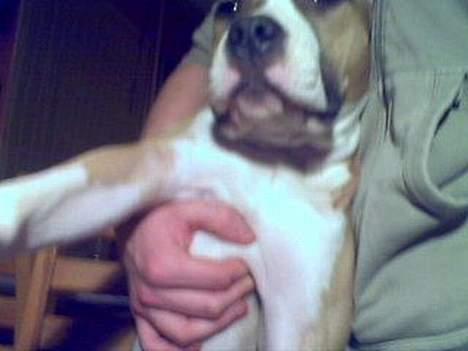 Amerikansk staffordshire terrier Pinky billede 4