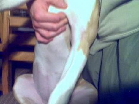 Amerikansk staffordshire terrier Pinky billede 5