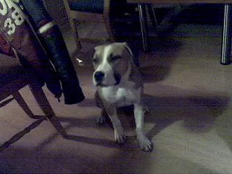 Amerikansk staffordshire terrier Pinky billede 6