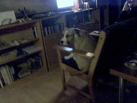 Amerikansk staffordshire terrier Pinky billede 7