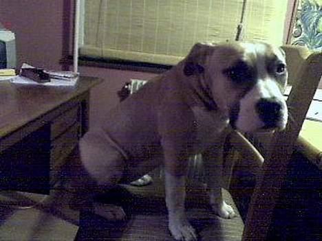 Amerikansk staffordshire terrier Pinky billede 8