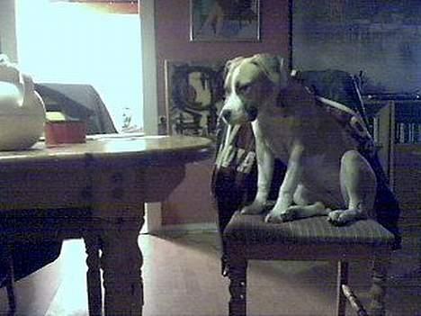 Amerikansk staffordshire terrier Pinky billede 9