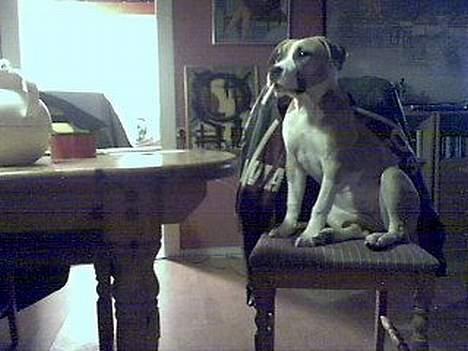 Amerikansk staffordshire terrier Pinky billede 10