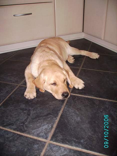 Labrador retriever Tjalfe billede 11