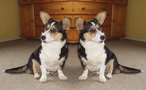 Welsh corgi cardigan A&H Faarup Wimmer - Hjælp jeg ser dobbelt billede 20